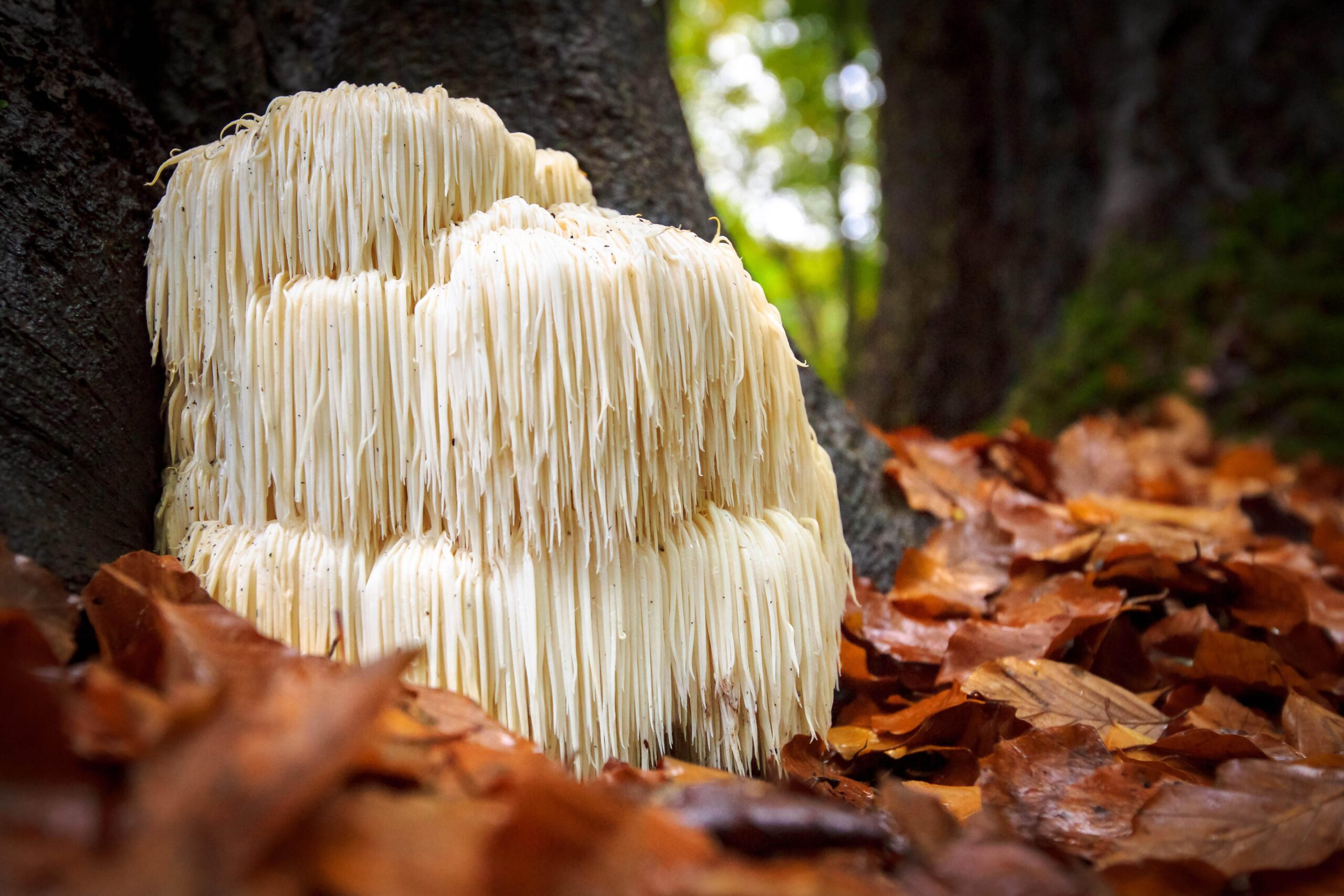 Lion’s Mane Mushroom – What it is really good for?