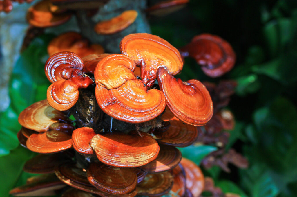 Reishi - the popular one - Mushrooms Health