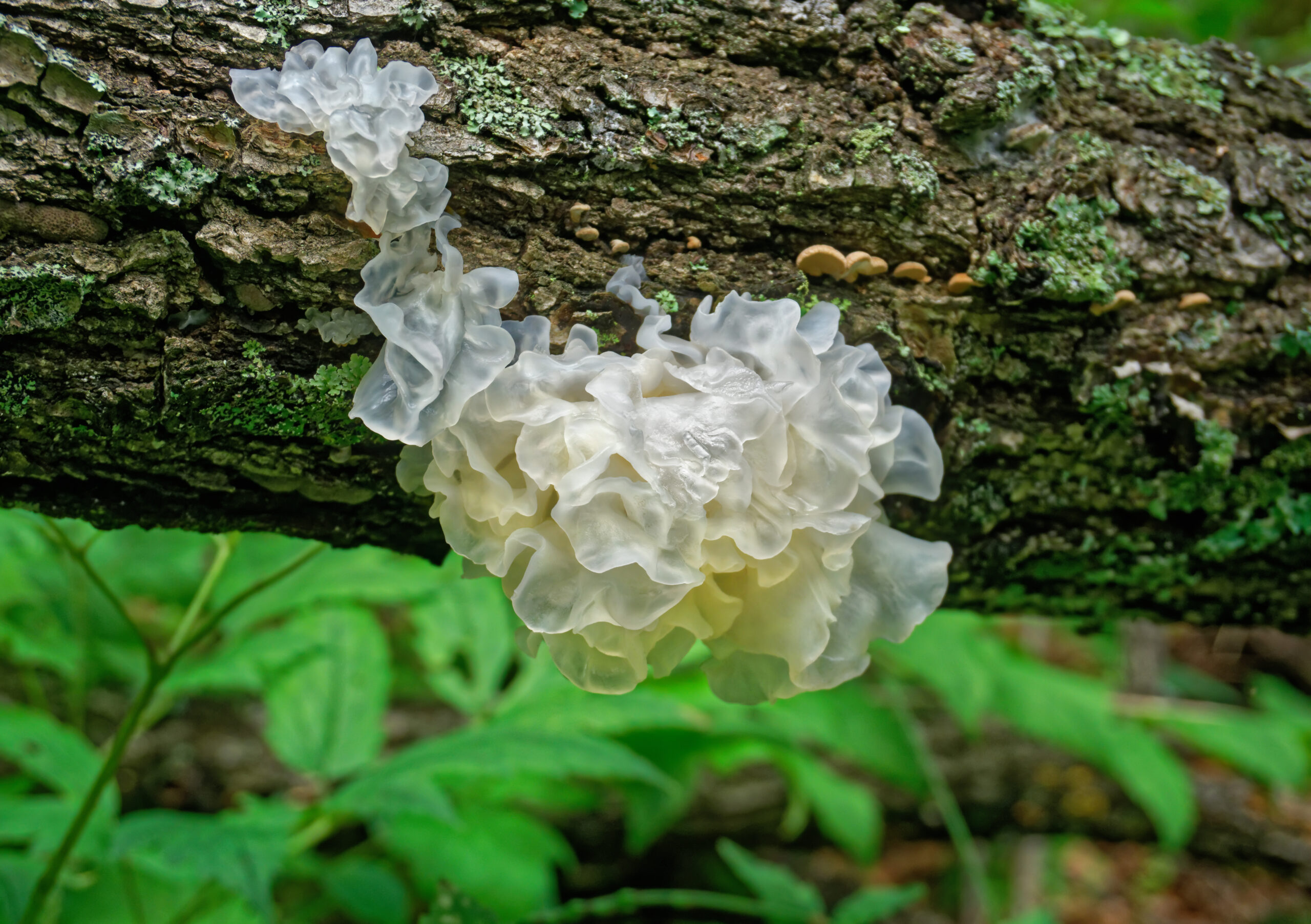 White Fungus: one mushroom, many names, many benefits