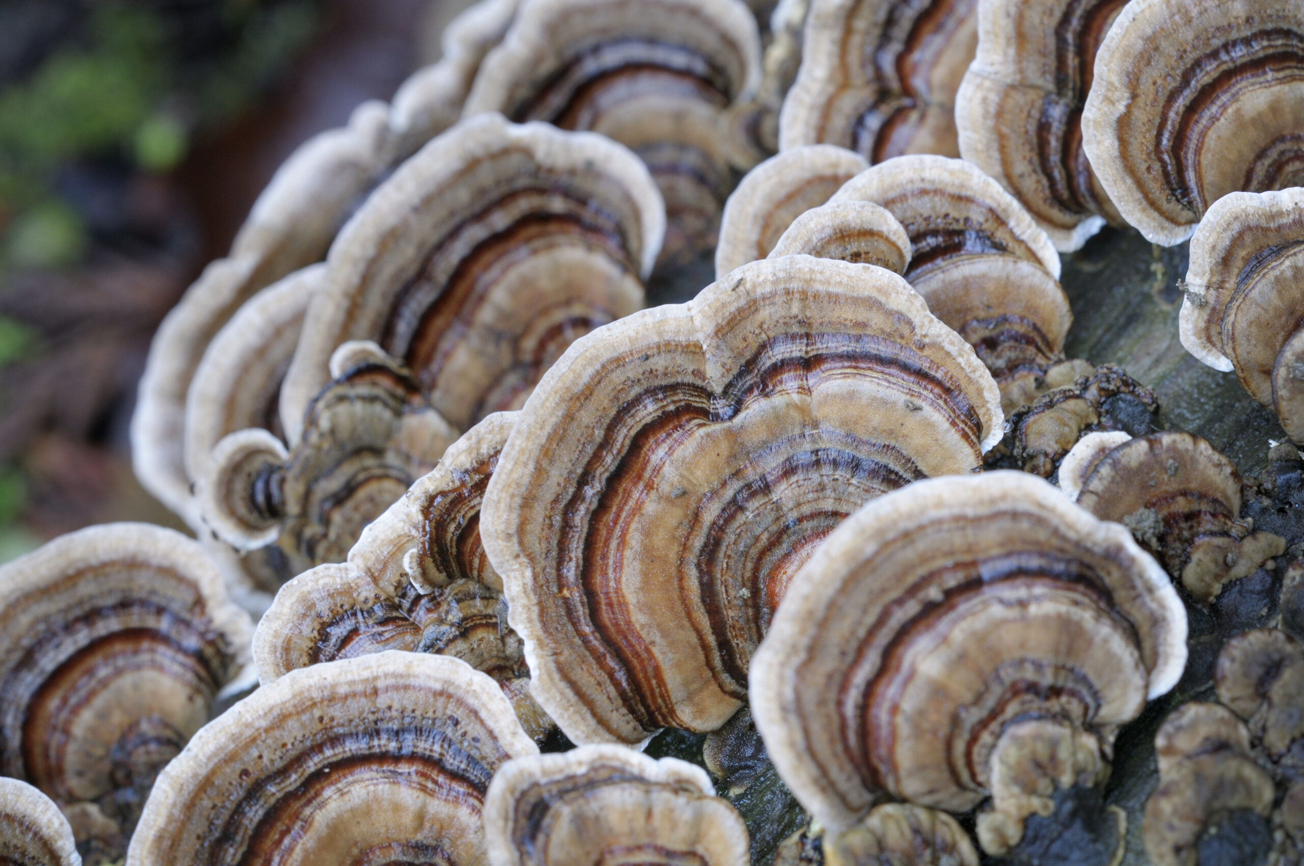 Turkey tail. Chaga. Lion’s mane. Do these mushroom supplements genuinely offer health benefits?