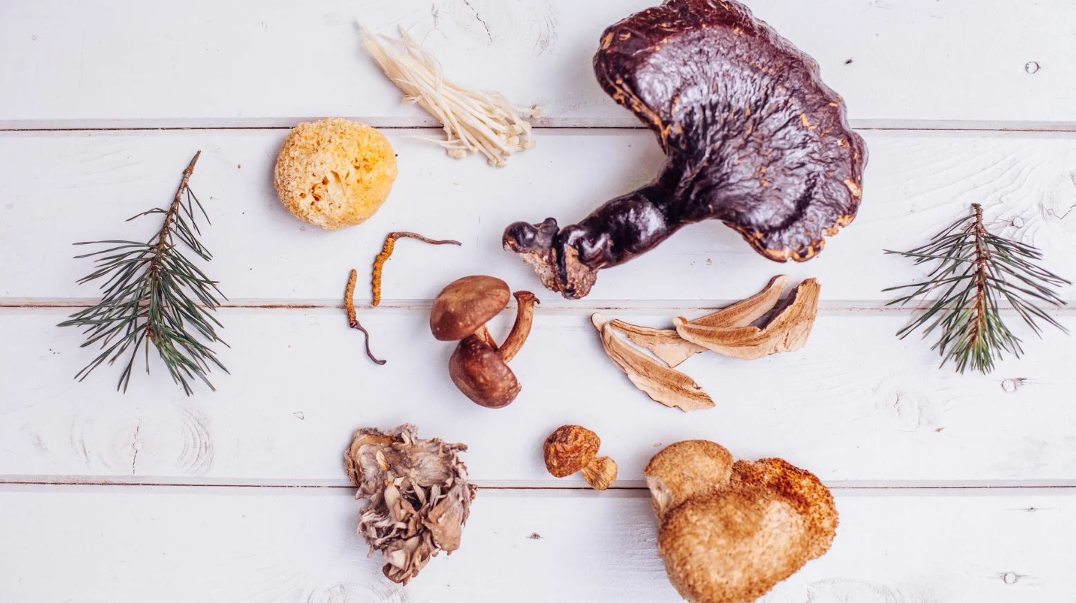 Functional Mushrooms: A Beginner’s Guide to Holistic Health